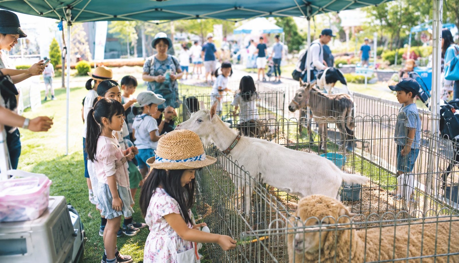 ヤギや羊にえさをあげる子どもたち
